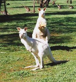 Bordertown Motel - Accommodation Ballina 1