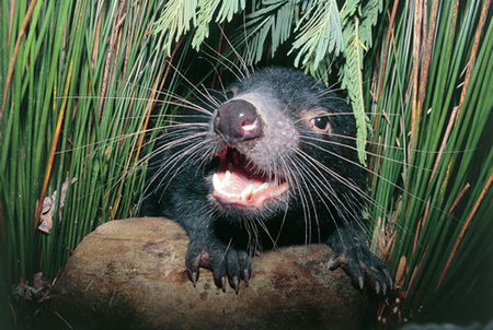 Woodbridge On The Derwent - Accommodation Ballina 2