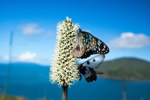 Keswick Island Camping And Glamping - Accommodation Ballina 7