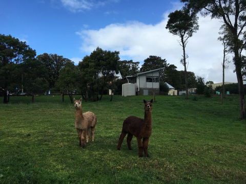 The Old Drik Drik Schoolhouse Retreat - Accommodation Ballina 5