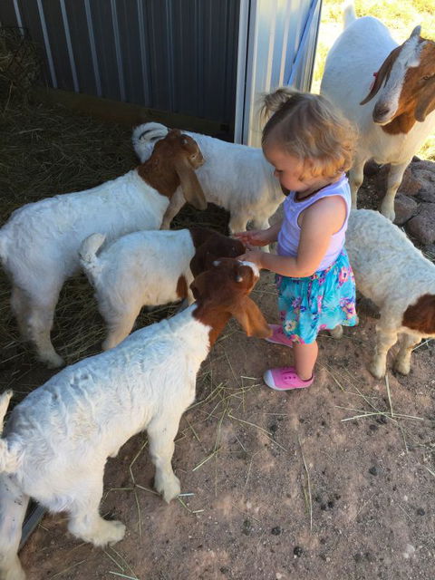 Yalooka Farm - Accommodation Ballina 7