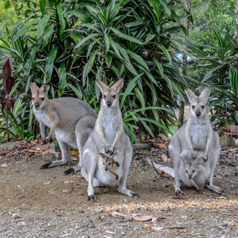 Maleny Country Cottages - Accommodation Ballina 9