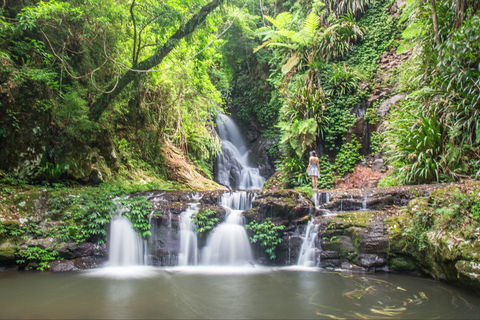 O'Reilly's Rainforest Retreat - Accommodation Ballina 0