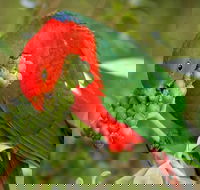 Peacock Creek campground - Accommodation Ballina