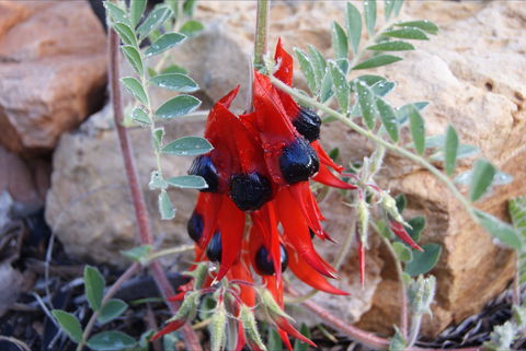 Quorn Caravan Park - Accommodation Ballina 1