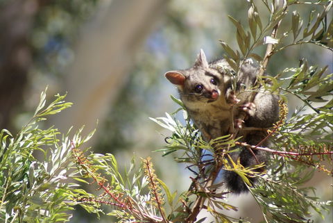 Quorn Caravan Park - Accommodation Ballina 5