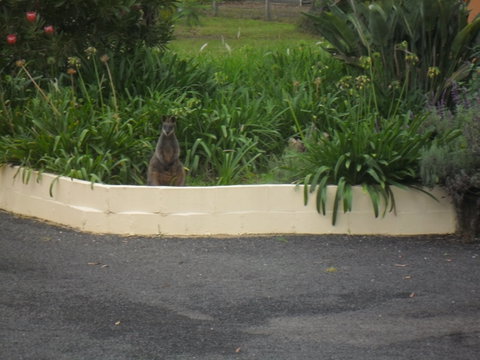 The Malone's Bed And Breakfast Guest Rooms - Accommodation Ballina 6