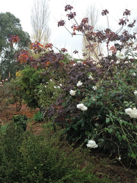 Pierrepoint Wines Bed & Breakfast - Accommodation Ballina 7