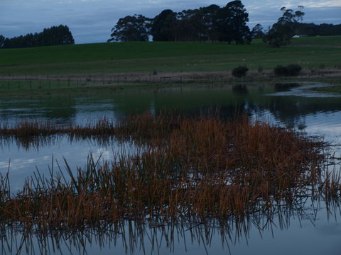 Pierrepoint Wines Bed & Breakfast - Accommodation Ballina 8