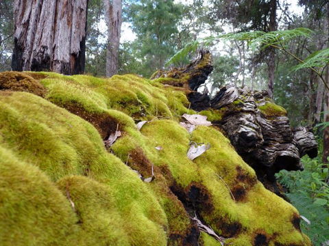 Fernhook Falls Camp At Mount Frankland South National Park - Accommodation Ballina 0