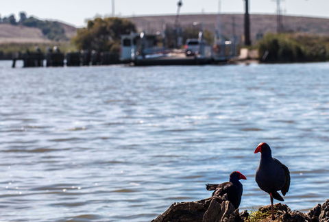 Narrung Ferry Camp Ground - Accommodation Ballina 1