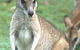 Koala Villas And Caravan Park - thumb 5