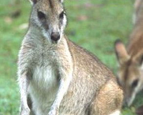 Koala Villas And Caravan Park - Accommodation Ballina 5
