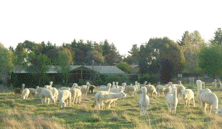 Glenhope Alpacas Self Contained B&b/farmstay - Accommodation Ballina 0