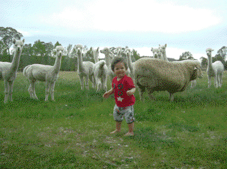 Glenhope Alpacas Self Contained B&b/farmstay - Accommodation Ballina 5