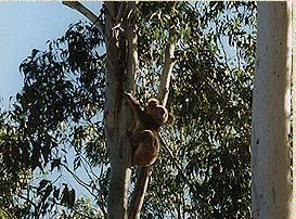 Bush Haven - Accommodation Ballina 1