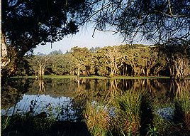 Bush Haven - Accommodation Ballina 3