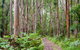 Blue Gum Flat Campground - thumb 1