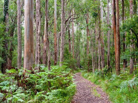 Blue Gum Flat Campground - Accommodation Ballina 1