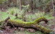 Blue Gum Flat Campground - thumb 2