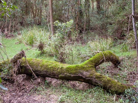 Blue Gum Flat Campground - Accommodation Ballina 2