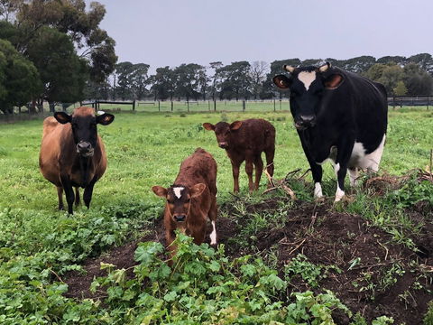 Torquay Farmstay Studio Truck - Accommodation Ballina 2
