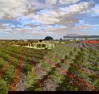 1837 Barossa Luxury Vineyard Cottages - Accommodation Ballina