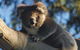 Bimbi Park Camping Under Koalas - thumb 0