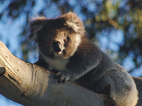Bimbi Park Camping Under Koalas - Accommodation Ballina 0