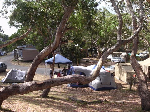 Bimbi Park Camping Under Koalas - Accommodation Ballina 1