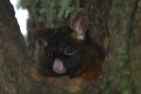 Newry Park Cottage - Accommodation Ballina 2