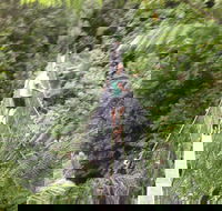 Rosebery Cabin and Tourist Park