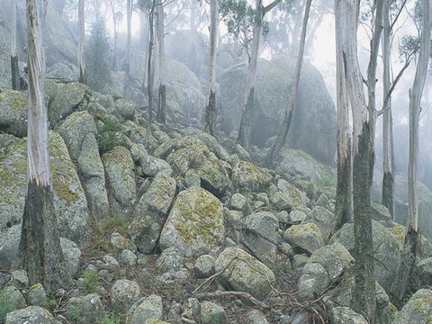 Waratah Gully Campground - Accommodation Ballina 0