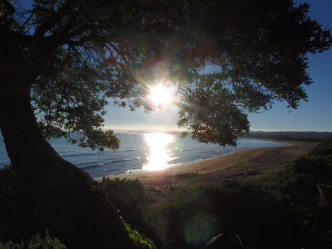 Apex Beachside Holiday Park - Accommodation Ballina 1