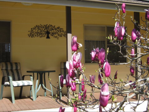 Figtree Cottage - Accommodation Ballina 1