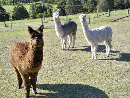 Sunrise Bed & Breakfast - Accommodation Ballina 5