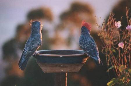 Lyrebird Cottages - Accommodation Ballina 2