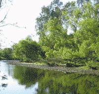 Ribbonwood Cottages - Accommodation Ballina
