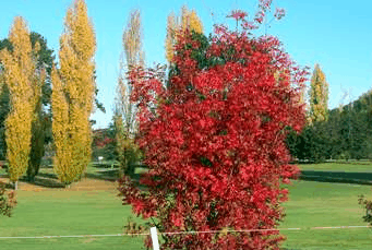 Tenterfield Golf Club Fairways Lodge - Accommodation Ballina 2