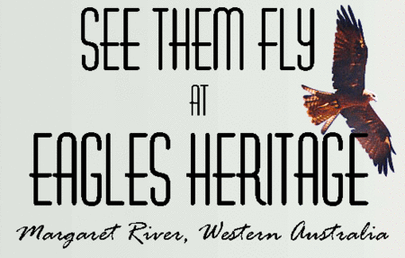 Eagles Heritage Raptor Wildlife Centre - Accommodation Ballina 0