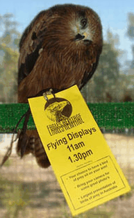 Eagles Heritage Raptor Wildlife Centre - Accommodation Ballina 1