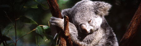 Koala and River Cruise by Mirimar Cruises - Accommodation Ballina