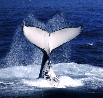 Brisbane Whale Watching - Accommodation Ballina