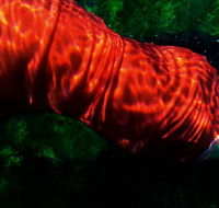 Dark Horse Experiment - Accommodation Ballina