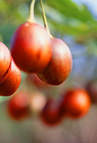 Accommodation Ballina