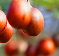 Tropical Fruit World - Accommodation Ballina