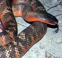 Armadale Reptile  Wildlife Centre - Accommodation Ballina