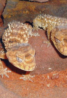 Armadale Reptile & Wildlife Centre - Accommodation Ballina 1