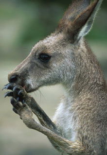 Armadale Reptile & Wildlife Centre - Accommodation Ballina 2