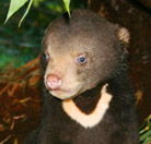 Perth Zoo - Accommodation Ballina